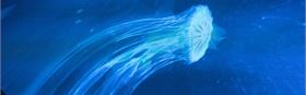 Sounds of the Ocean - Film Concert + Panel