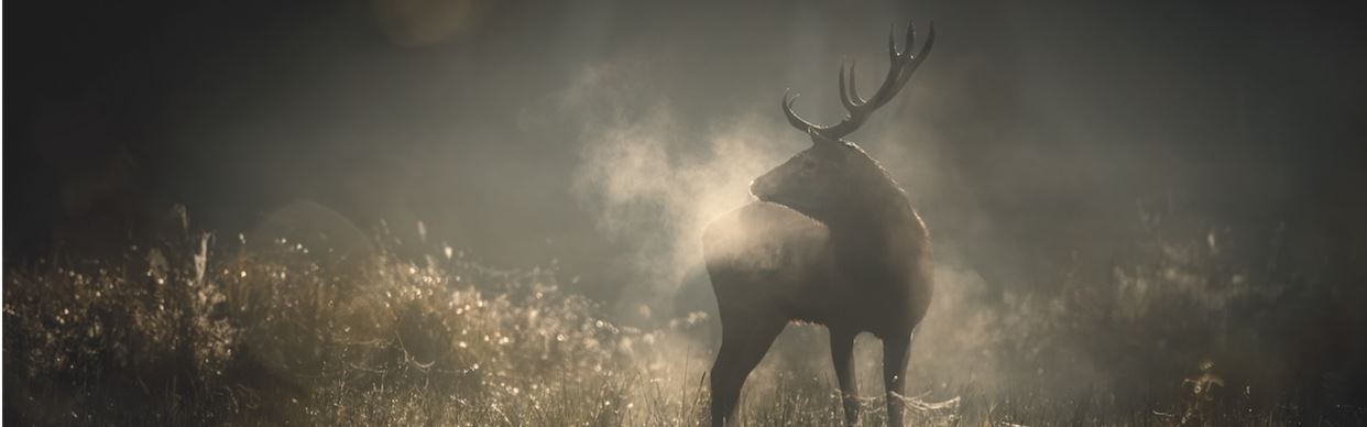 Whispers in the Woods